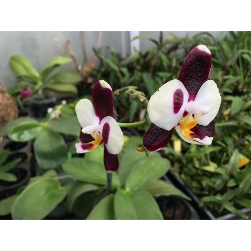 Anggrek Bulan ( Phalaenopsis Bellina Hybrid )