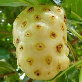 

MENGKUDU Lampung Buah segar 1 kg
