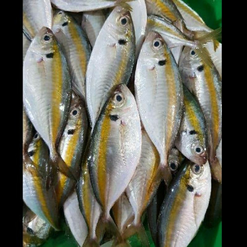 

IKAN SELAR KUNING FREES _ 500gr