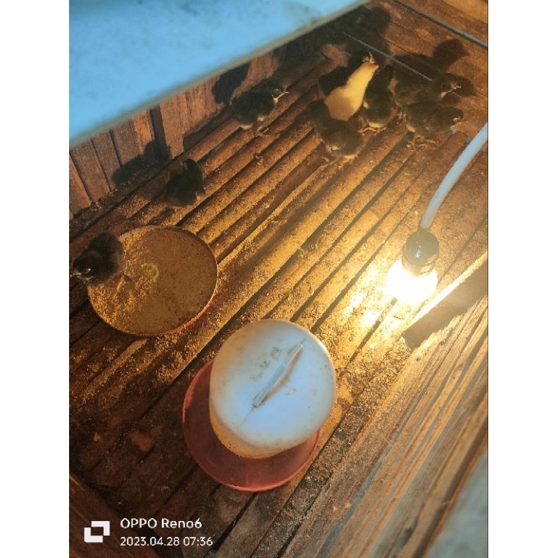 

Anakan ayam jowo asli dan ayam kampung