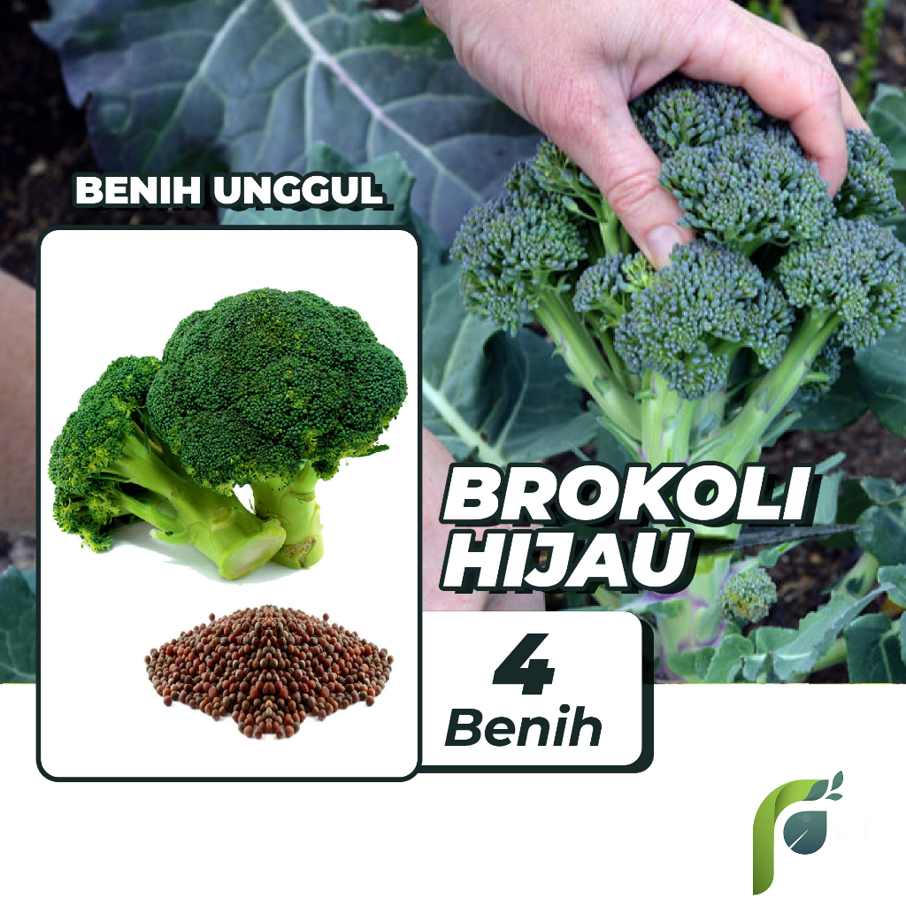 Benih Bibit Brokoli 4 Benih Seribuan PG KDR