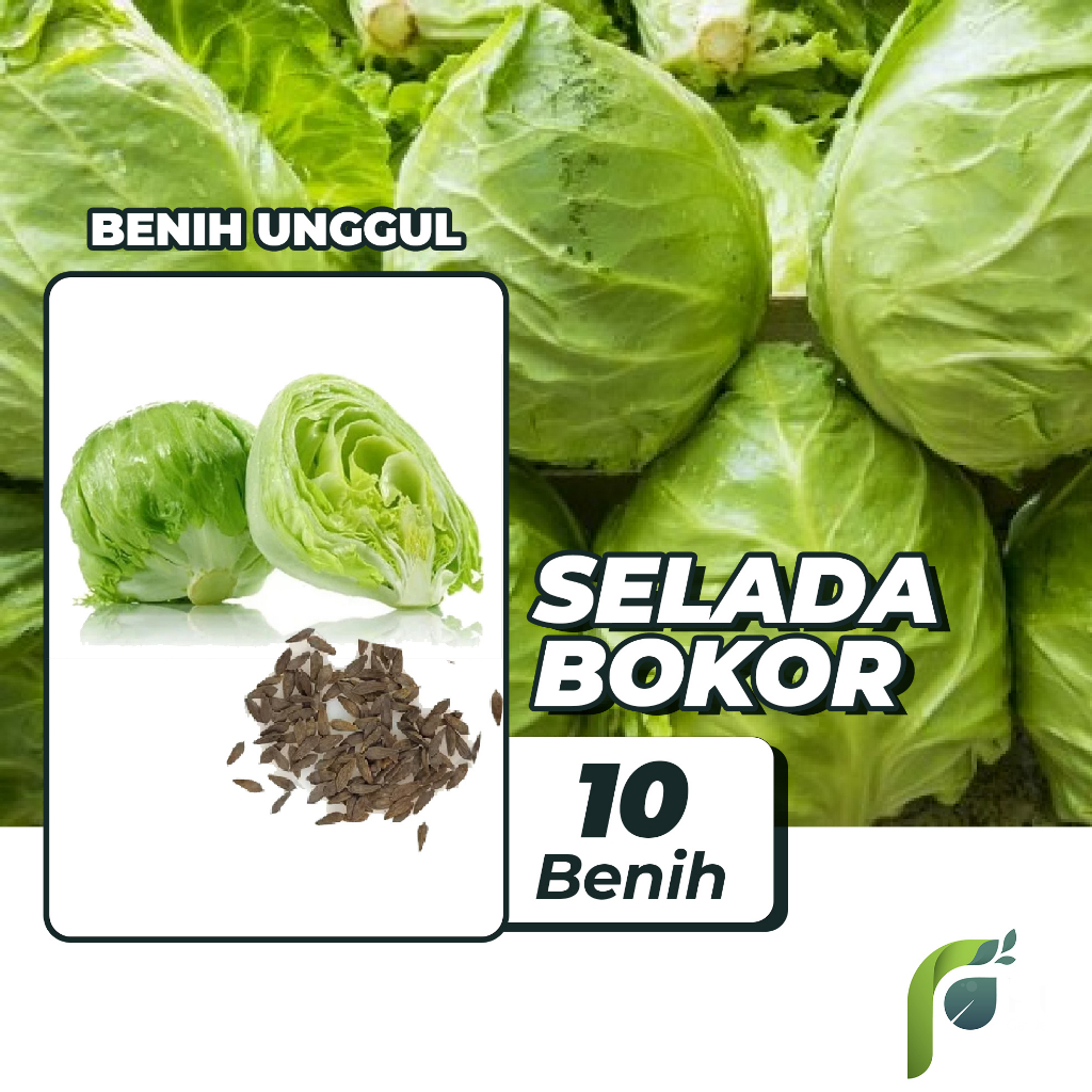 Benih Bibit Selada Bokor Head Lettuce 10 Benih Seribuan PG KDR