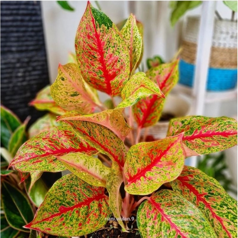 Aglonema Red striptis Mutasi Tanaman Hias Aglonema Aglaonema Red Striptis Mutasi Merah Murah Remaja 