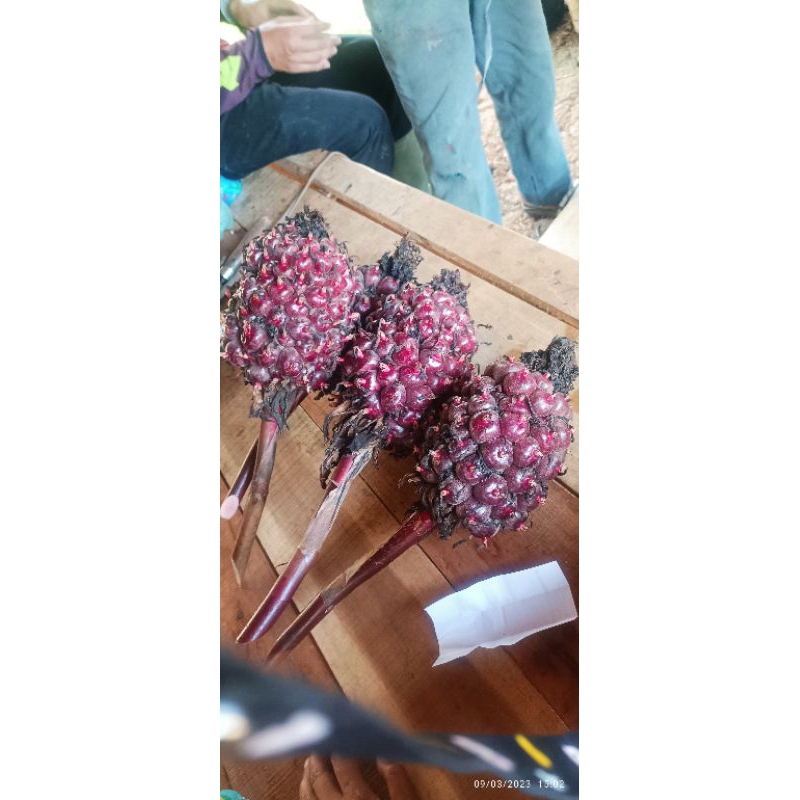 

Honje laka / honje merah 1kg.