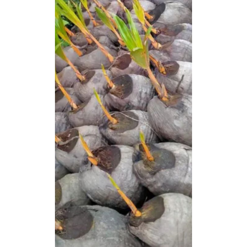 Bahan  Bonsai kelapa gading kuning oren belum kupas