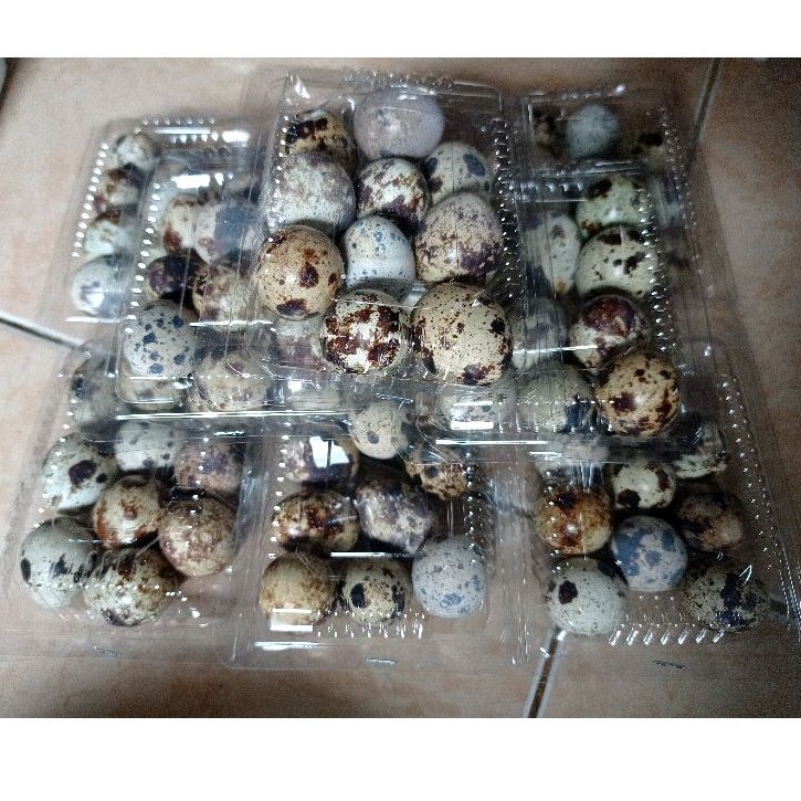 

Telor puyuh cup isi 10pcs