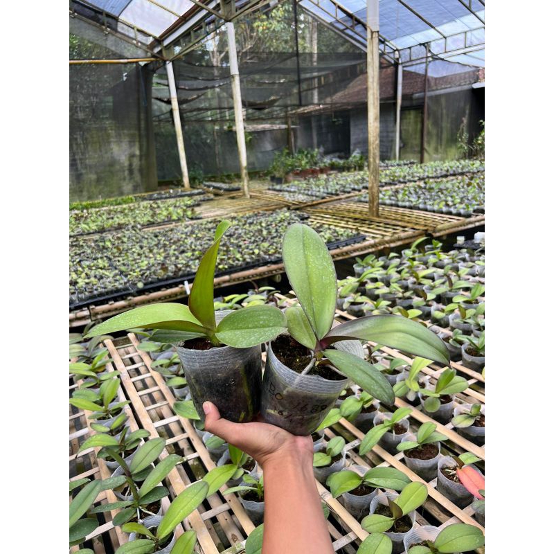 Anggrek Bulan Dewasa Jumbo