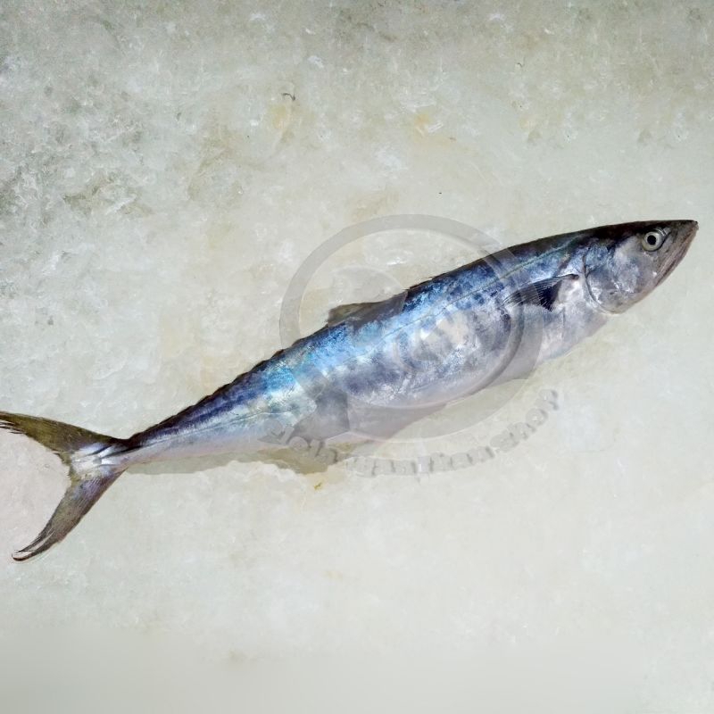 

Ikan Tenggiri 1 kg