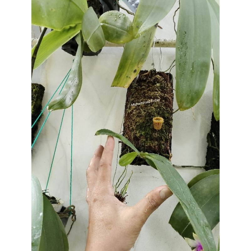 Anggrek Phalaenopsis Bellina