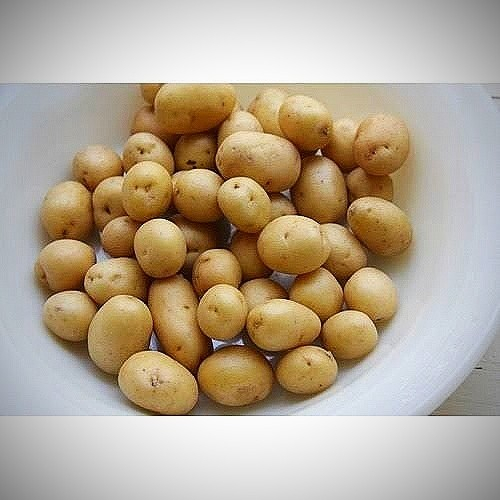 

Baby Patato | Kentang Rendang Segar Dan Fress Netto 1 Kg.