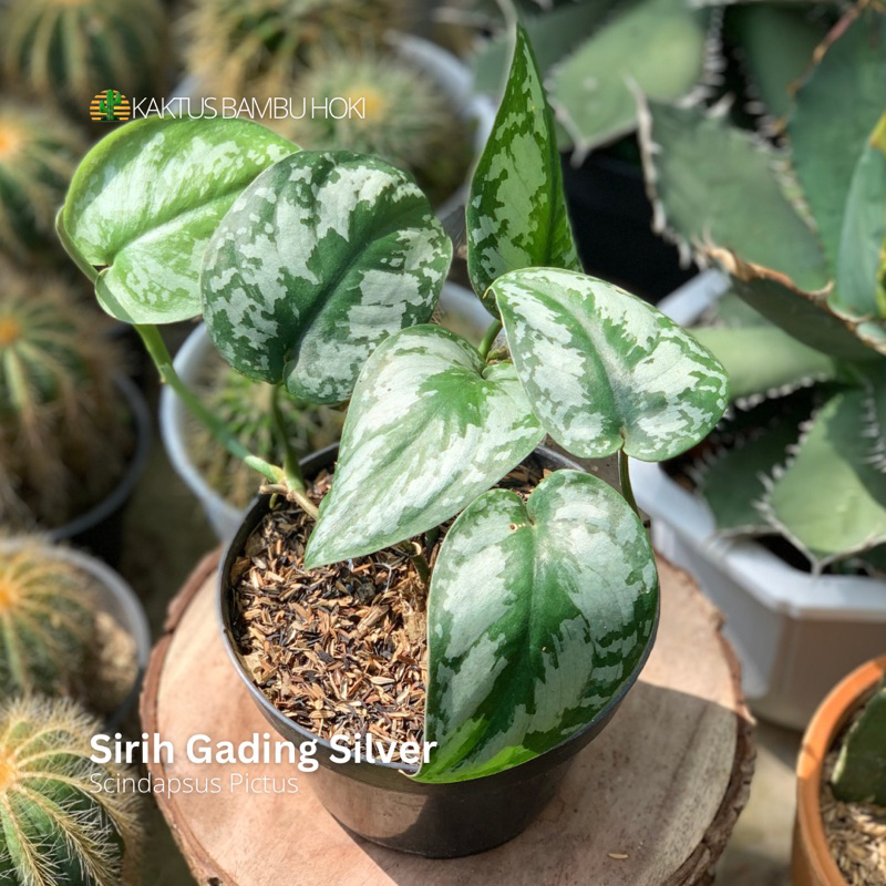 Scindapsus Pictus | Sirih Gading Silver