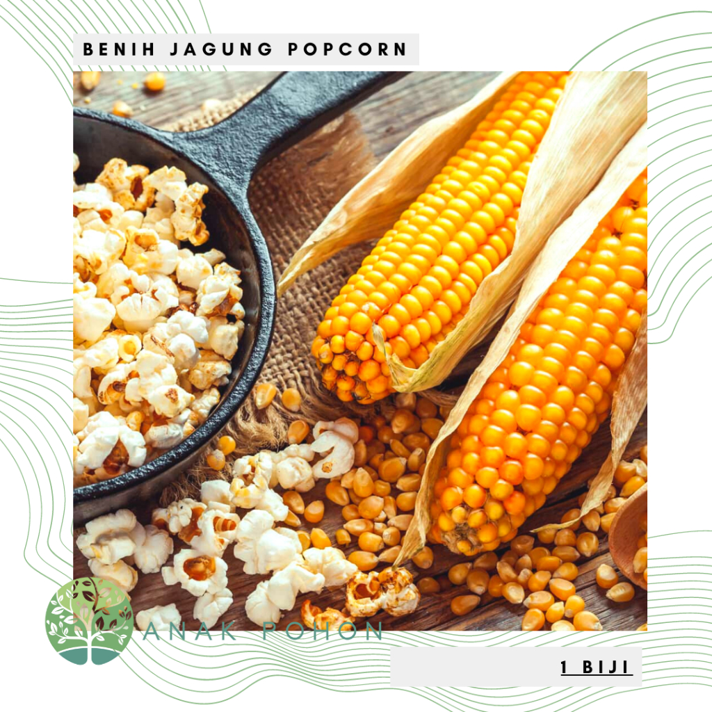 Benih Bibit Biji - Jagung Popcorn SUPER QUALITY Zea mays Seeds - IMPORT