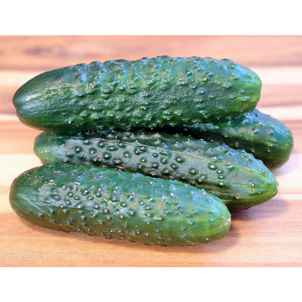 Benih Bibit Biji - Cucumber Marketmore 76 Mentimun Seeds - IMPORT