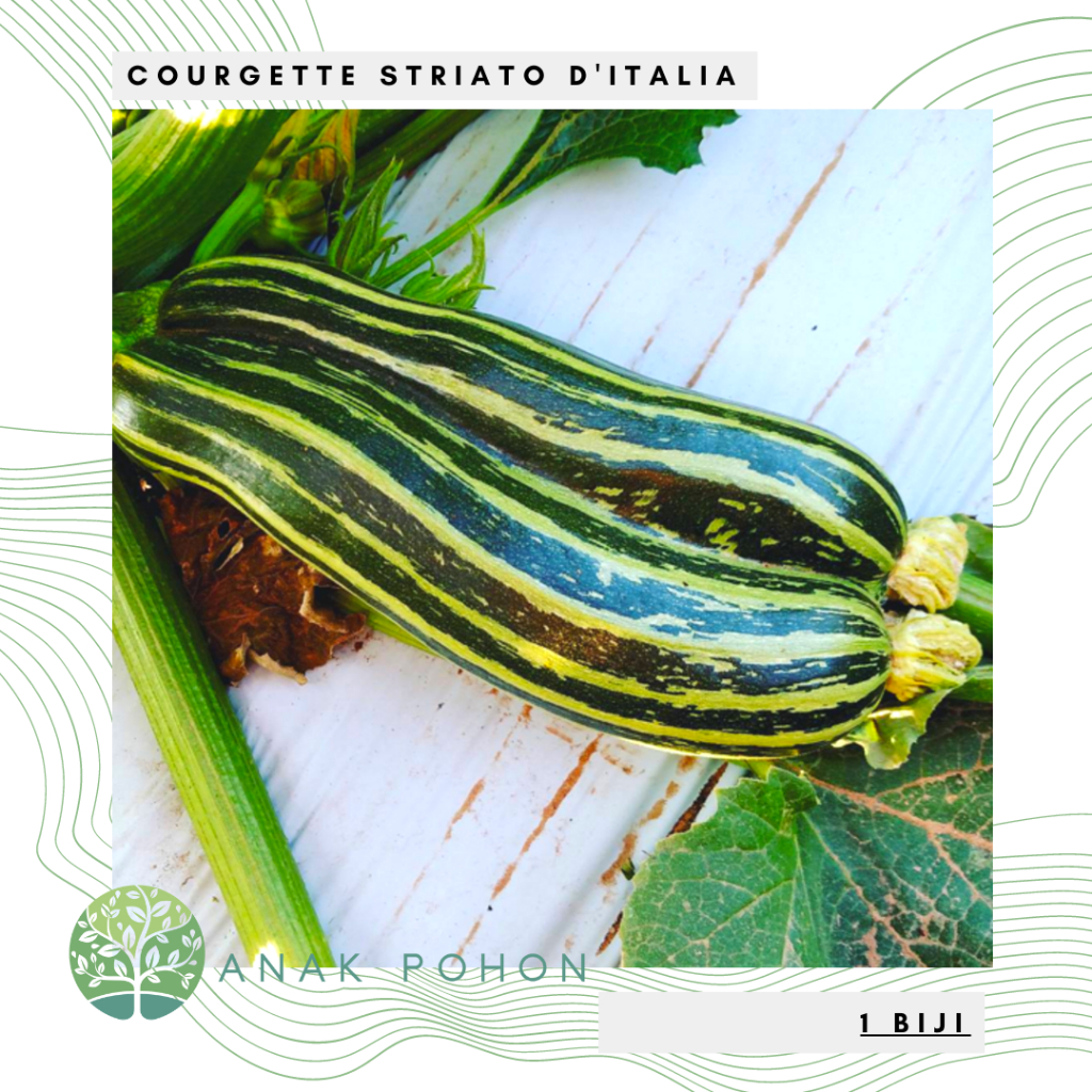 Benih Bibit Biji - Courgette Striato D’Italia Italian Zucchini Zukini Heirloom Seeds - IMPORT