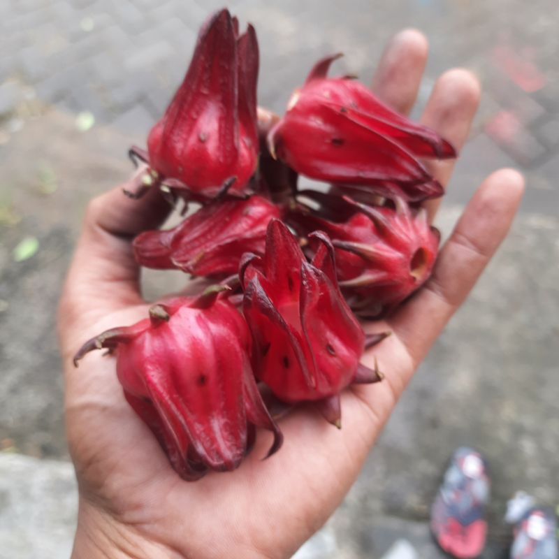 

teh bunga Rosella merah segar