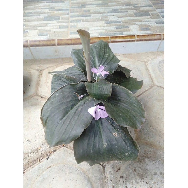 bibit kencur hitam asli umbi kuning.