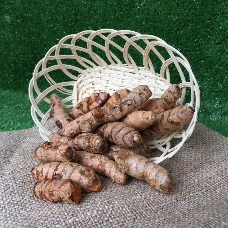 

Kunyit mentah Segar 1 Kg langsung dari kebun sendiri