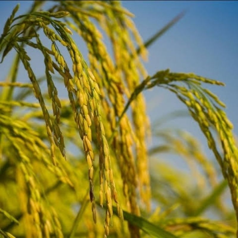 1KG BENIH PADI CIHERANG SUPER