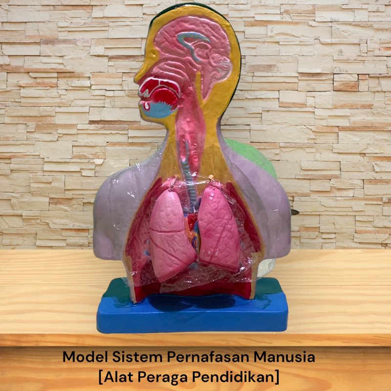 

Alat peraga model pernafasan manusia-Torso sistem pernafasan [Alat peraga pendidikan ipa biologi]