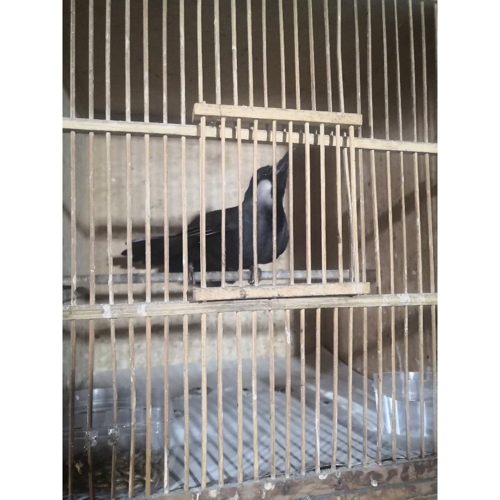 Burung Poksay Hongkong bahan jantan