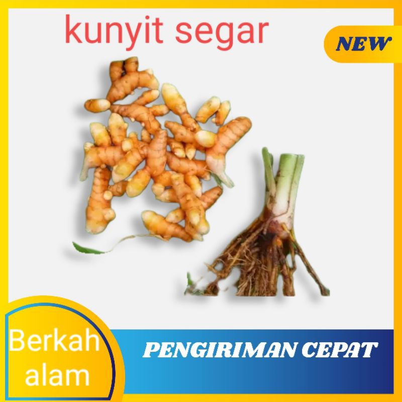 

kunyit segar