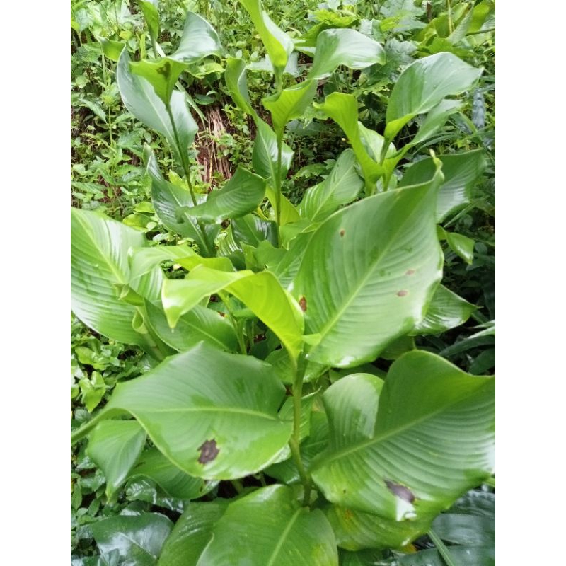 Bibit tanaman ganyong putih