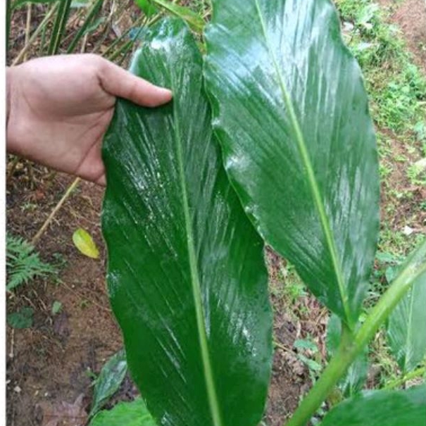 

daun kapolaga seger 500 gram