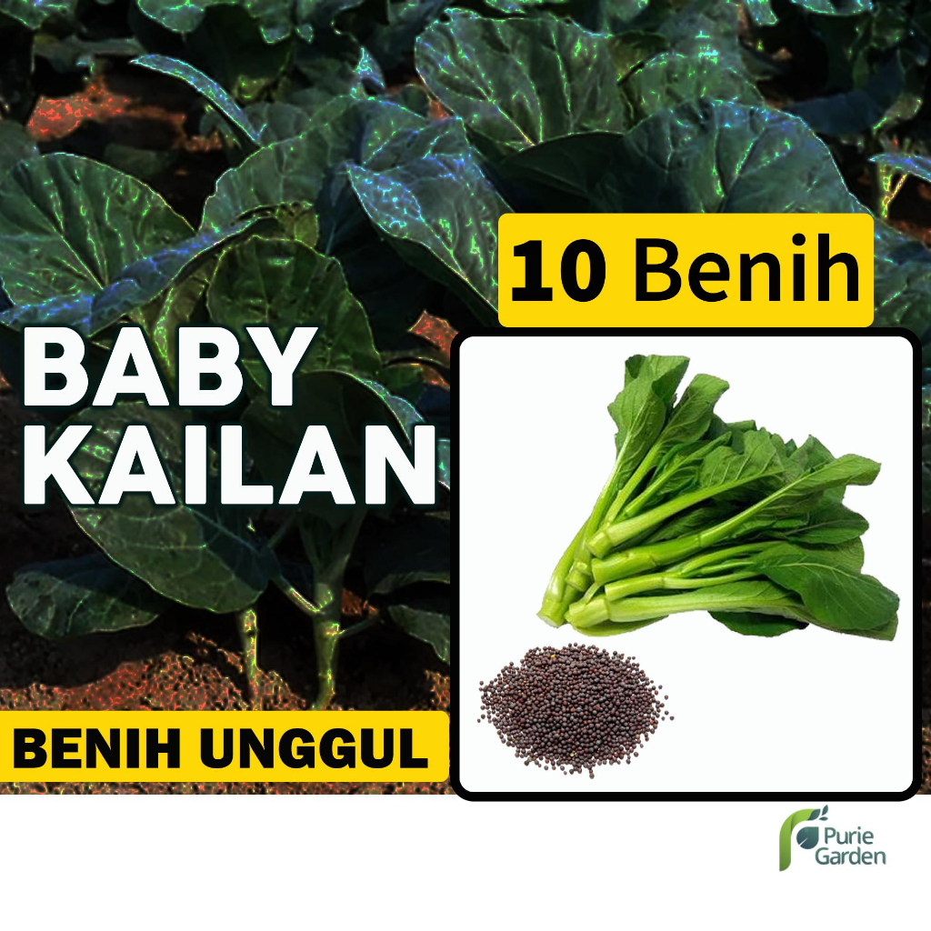 Benih Bibit Kailan Kecil Baby 10 Benih Seribuan PG SBY