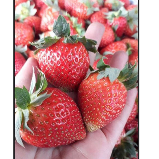 

Strawberry fresh TERMURAH dimanapun 1kg