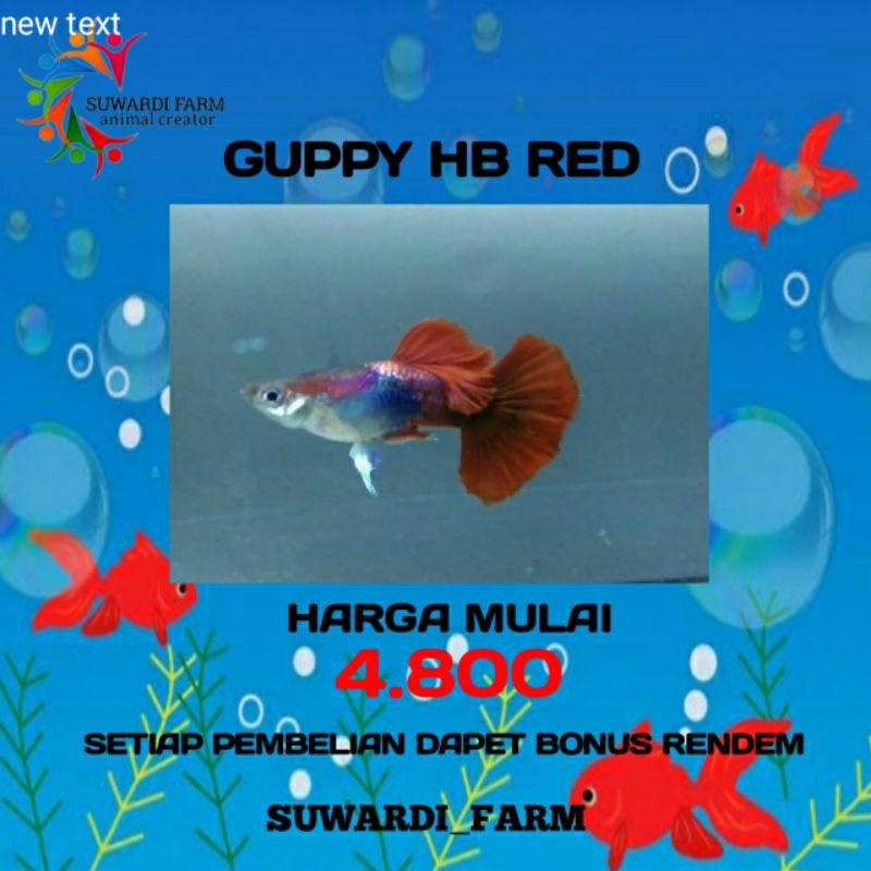 Aksesoris Akwarium (Guppy hb red)