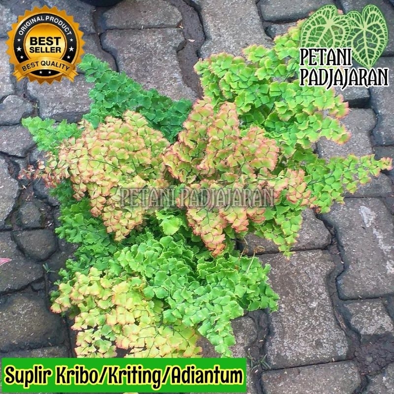 Tanaman Hias Suplir Kribo - Suplir Kriting (Adiantum)