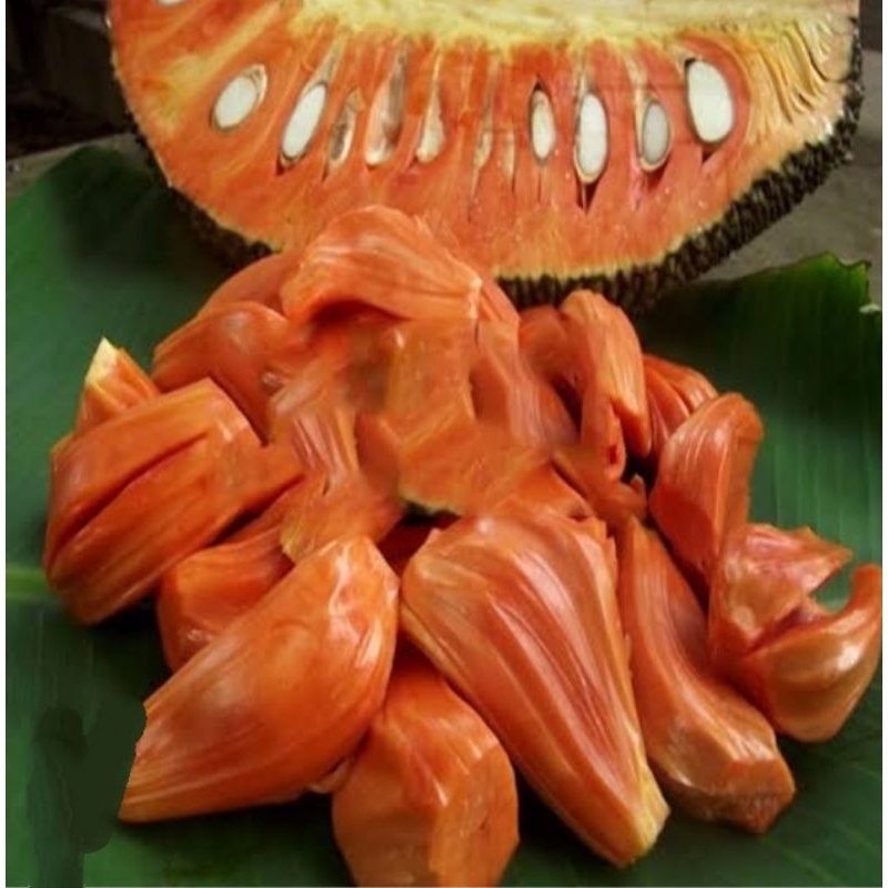 tanaman hias nangka merah / bibit nangka merah