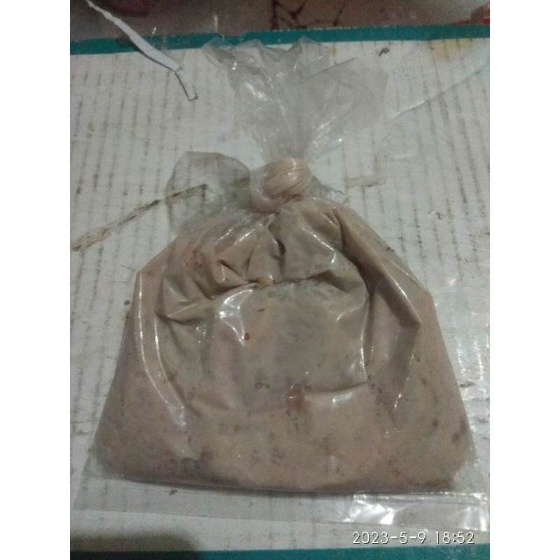 ( KOCEK ) Otot Sapi Umpan Galatama Ikan Lele Dan Bawal