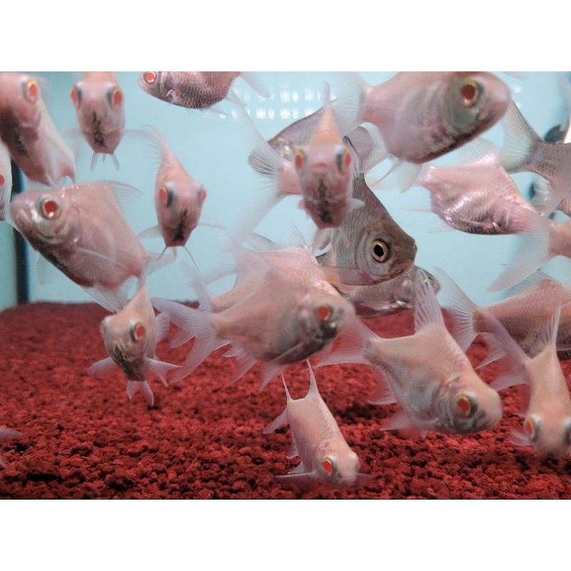 KAVIAT ALBINO SHORT BODY KING MATA MERAH 2-3 JARI TERMURAHHH