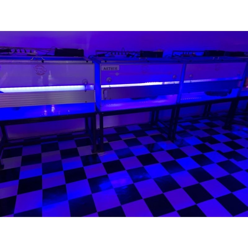 

lampu arwana kuning