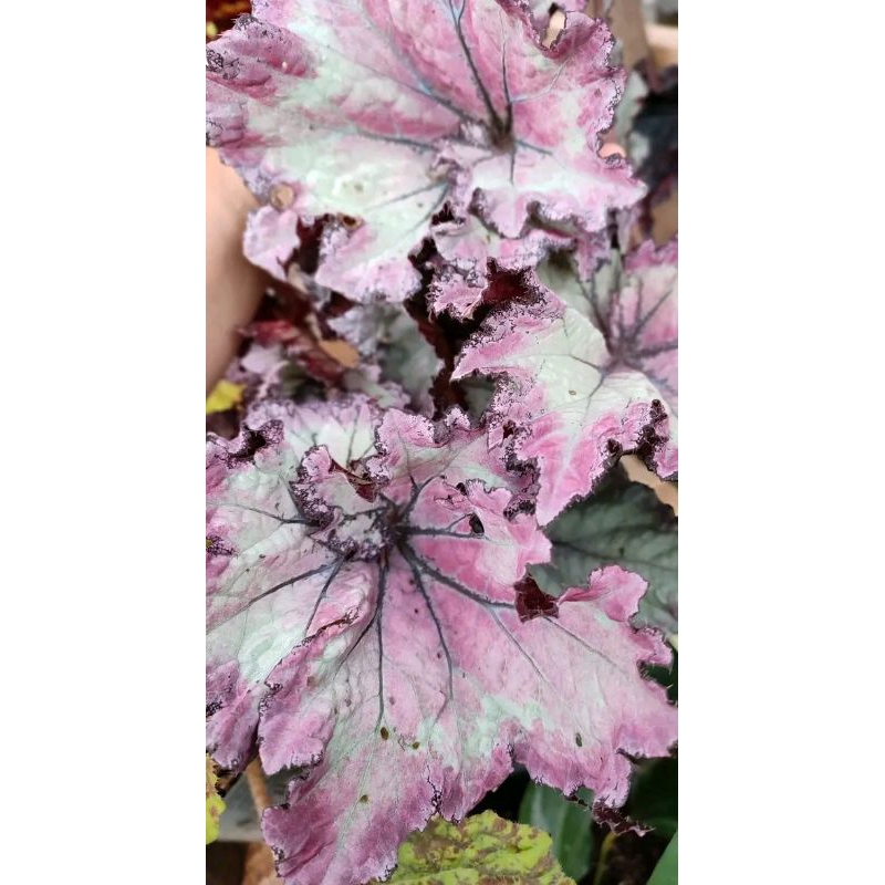 begonia pink beauty