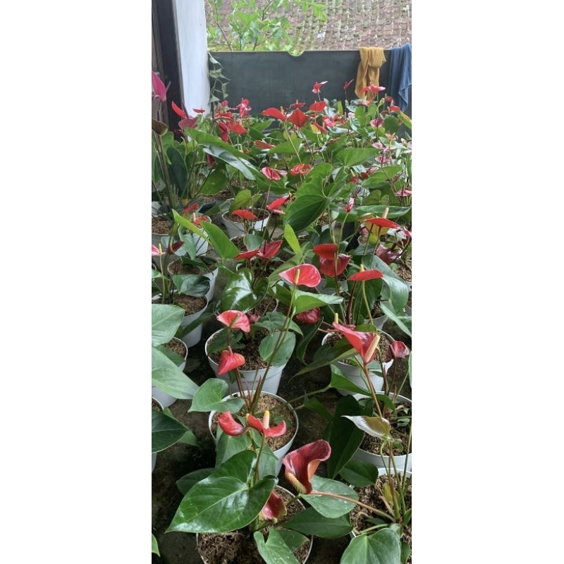 DIARY PETANI - Anthurium Bunga Presiden Mewah Bebas Pilih