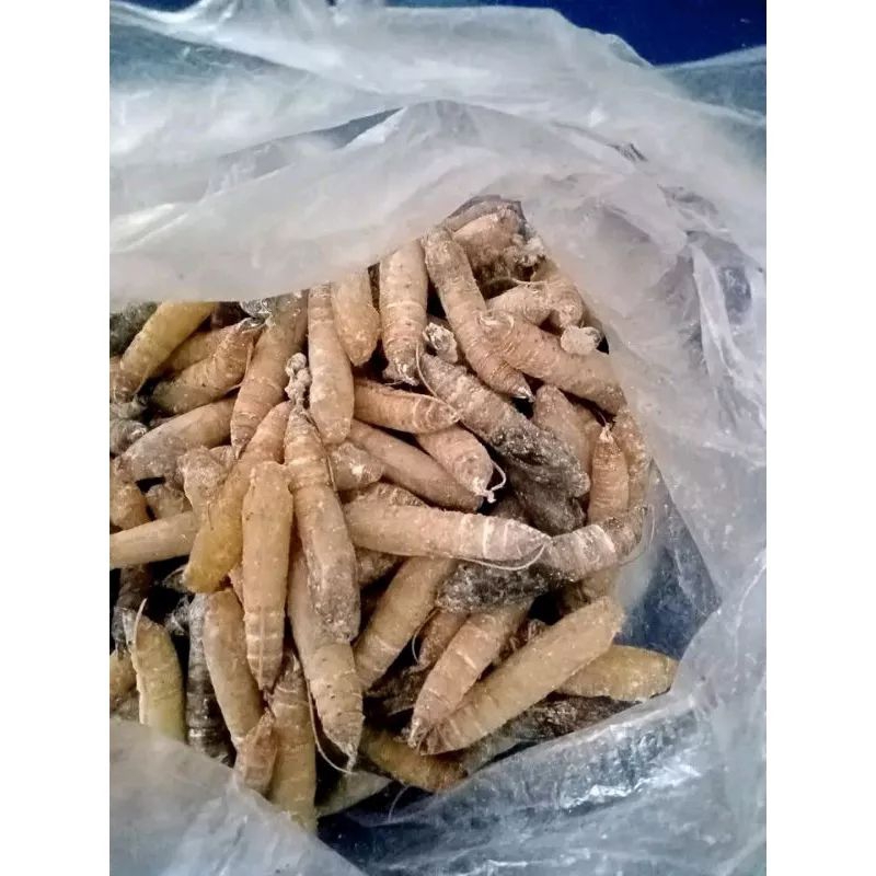 entung daun pisang+kepompong daun pisang+umpan mancing ikan bawal dan lele