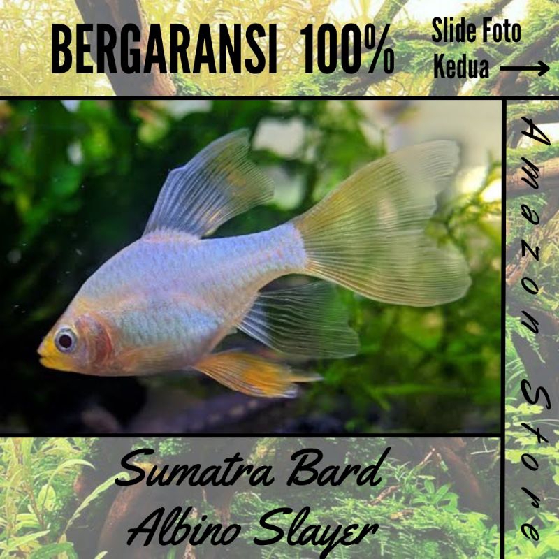Ikan Sumatra Bard albino slayer / ikan hias air tawar