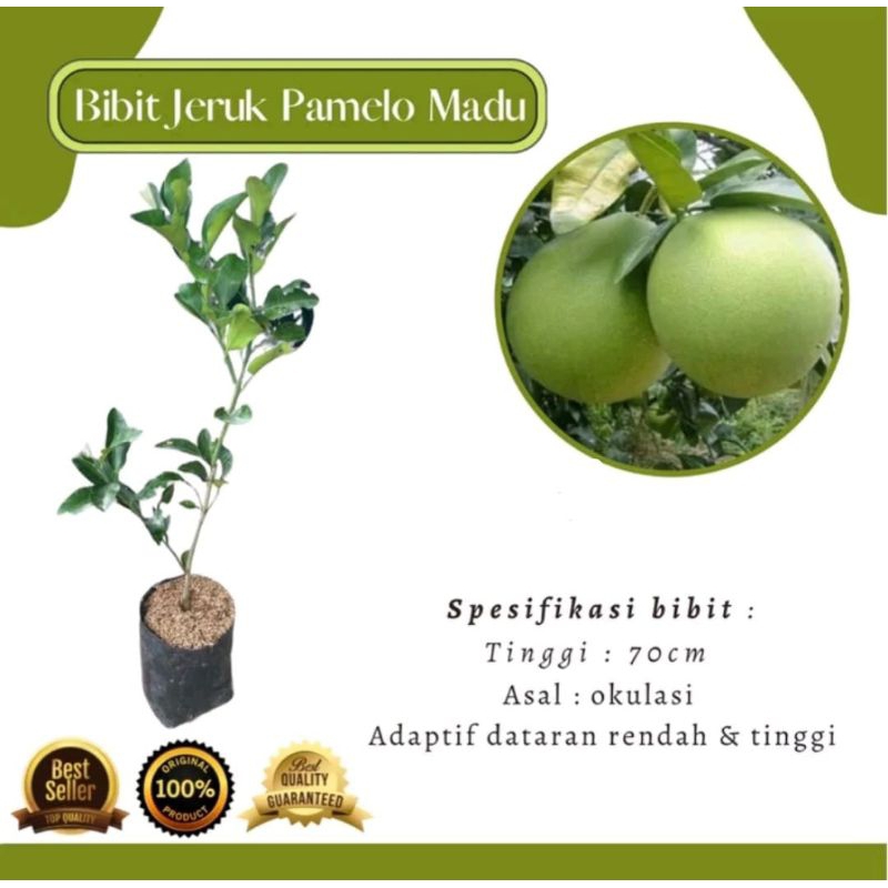 Bibit tanaman Jeruk Pamelo Madu/Jeruk Bali