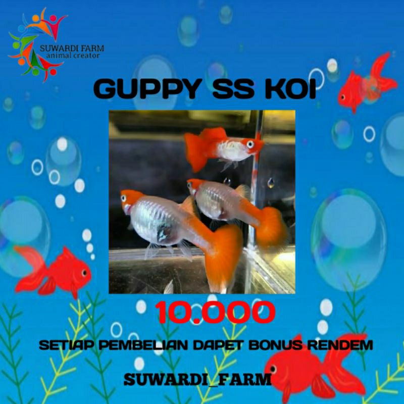 aksesoris Akwarium (Guppy ss koi)