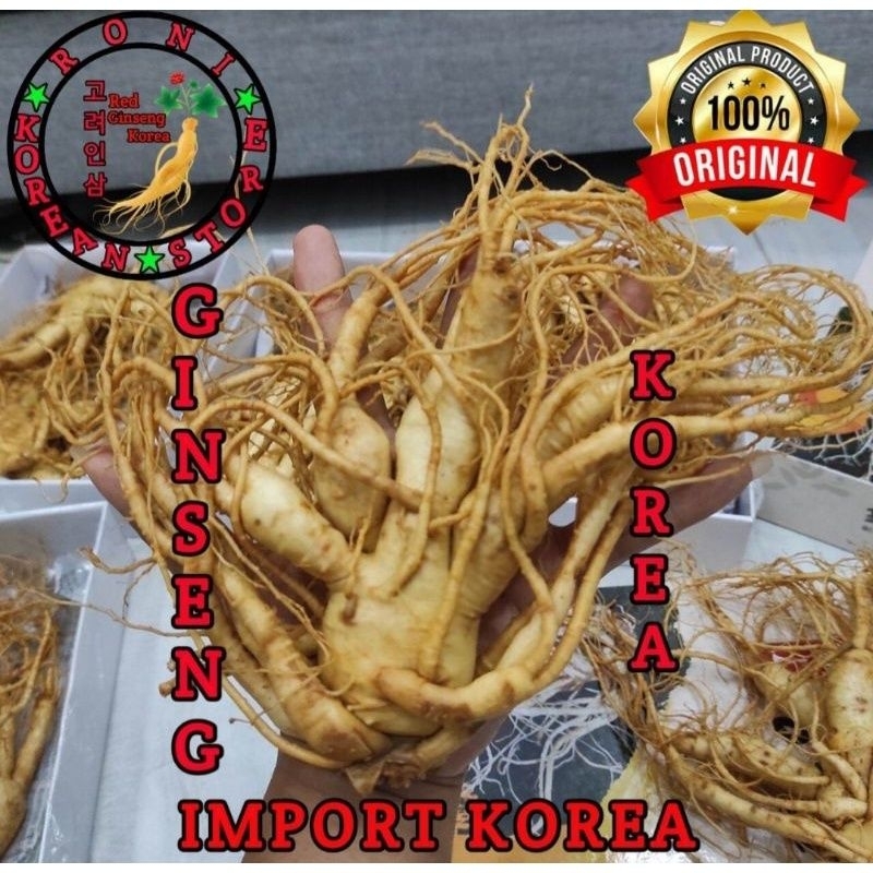 

Ginseng Korea Besar