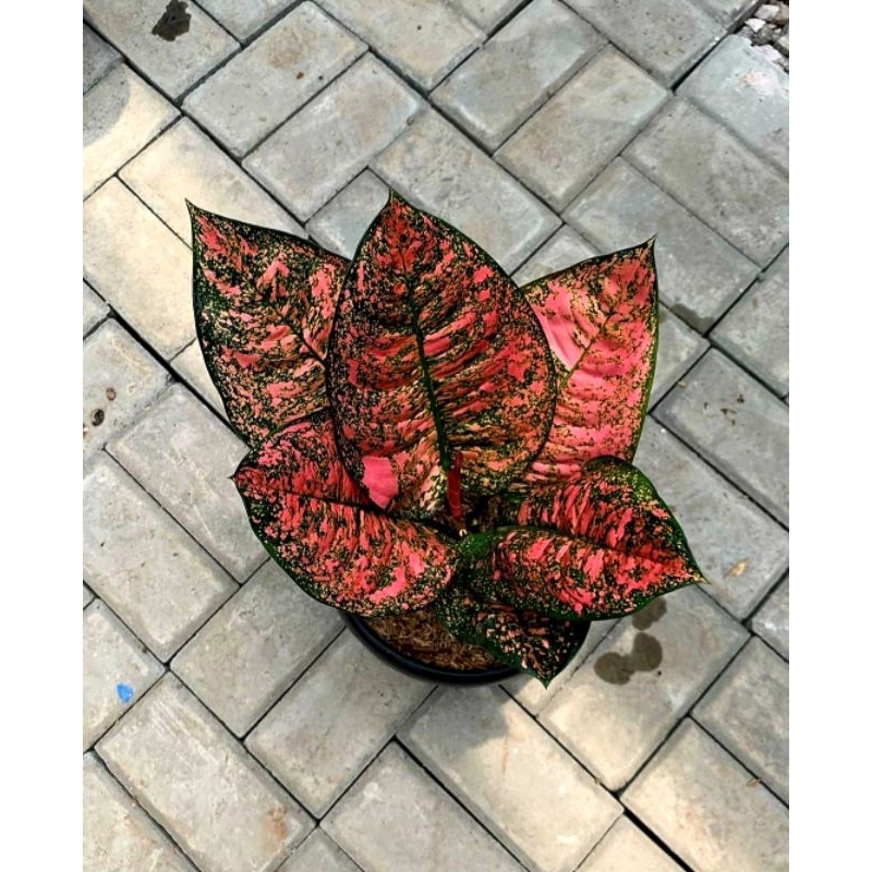 Aglonema Ruby Giant Tanaman Hias Aglonema Aglaonema Ruby Giant Murah Merah BUKAN BONGGOL Aglonema Me