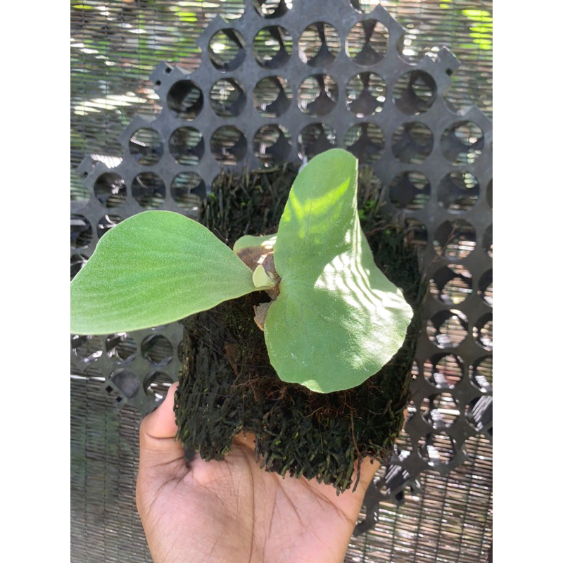 platycerium elephantotis hijau anakan