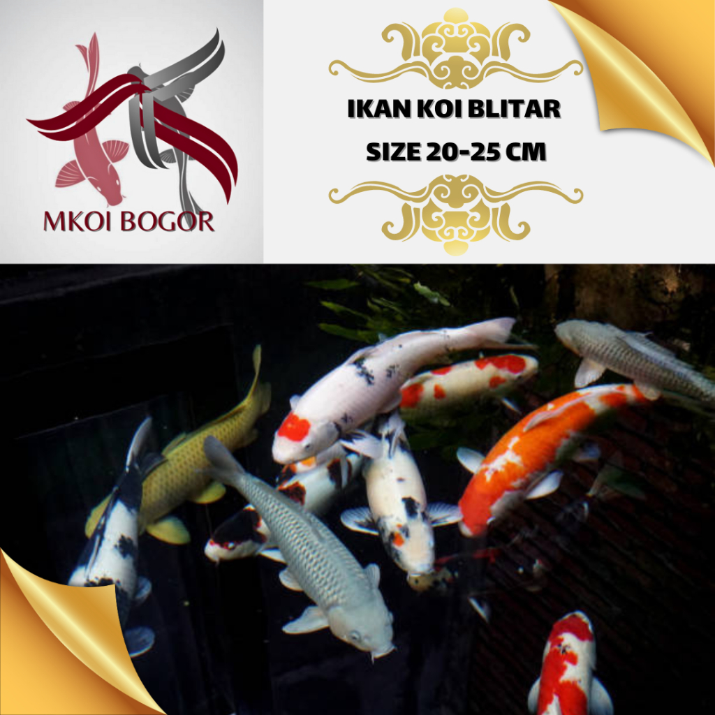 Ikan Koi Blitar Size 20-25 cm - Koi Blitar Murah - Ikan Koi Grade A -HQ - Koi