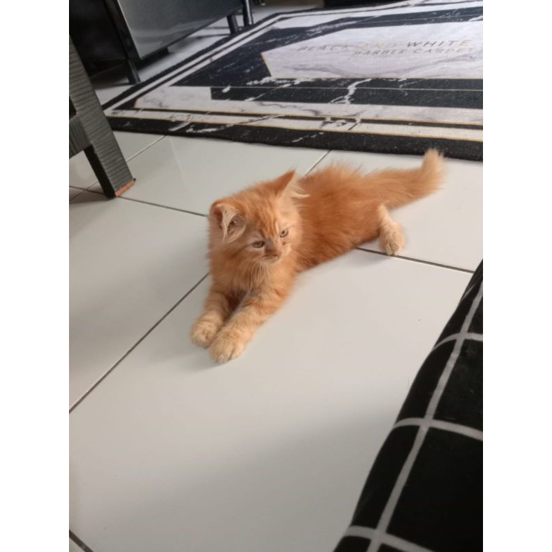 Kucing Persia longhair