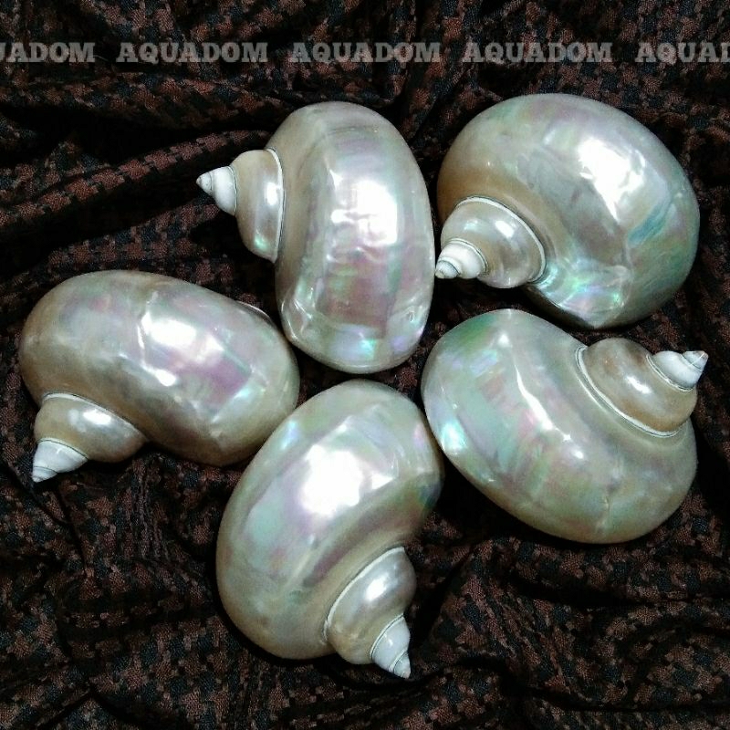PEARLIZED IMPERIAL TURBAN JUMBO CANGKANG KERANG KOLEKSI CANGKANG KELOMANG