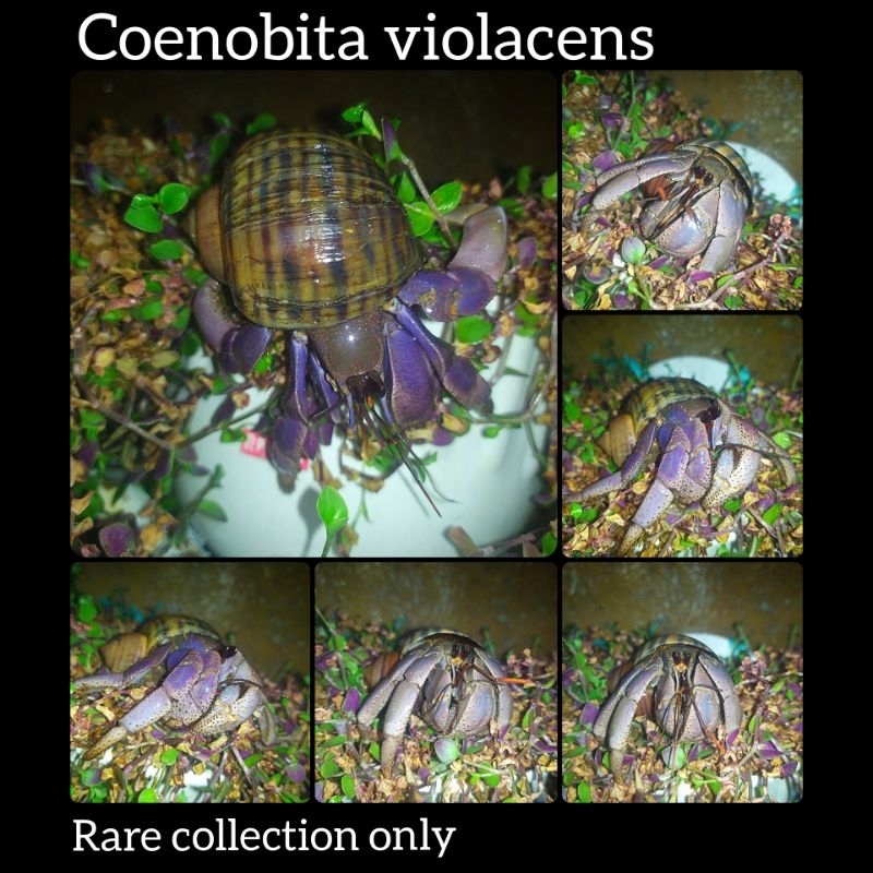 PAKET VIOLA KEONG MAS LUCU JUMBO XL L M