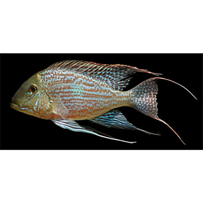 Geophagus Seveni