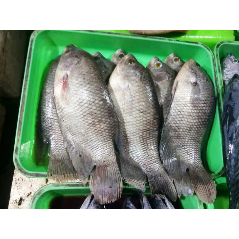 

Ikan Gurame Segar 1kg Gurame fresh